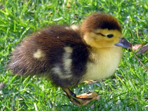 /_site/data/files/parents/singing/duckling-300x225.jpg