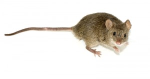 /_site/data/files/parents/singing/mouse-300x158.jpg